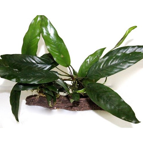 Anubias auf steinholz M
